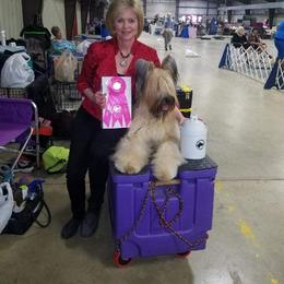 Briard and Schapendoes Puppies from Dragonz Lair