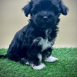 Dotty - Black and tan female Havanese puppy in Hendersonville, North Carolina from Kim's Cove Dog Co.