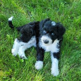 Betsy Ross - Black and white female Assorted Doodle Crosses puppy in Bagley, Minnesota from Soni Morgan