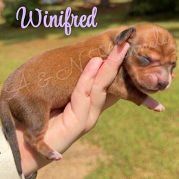 Winifred - Red female Dachshund puppy in Brandon, Mississippi from A & N Kennel’s Mini Dachshunds
