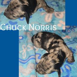 Chuck Norris - Dapple male Dachshund puppy in Malabar, Florida from Dicrocco's Doxies