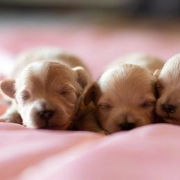 Cavapoos and Maltipoos from North Texas Puppies