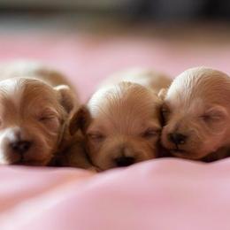Cavapoos and Maltipoos from North Texas Puppies