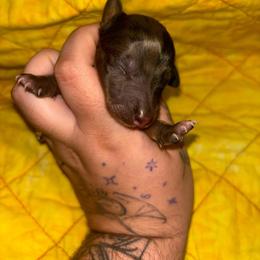 Cino - Dapple male Dachshund puppy in Crescent, Oklahoma from Doxie Dreams