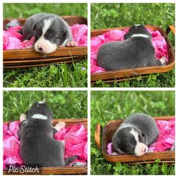 Slate.Blue G- smooth- 1850 - Slate female Border Collie puppy in Nashville, Arkansas from Whisenhunt Farms