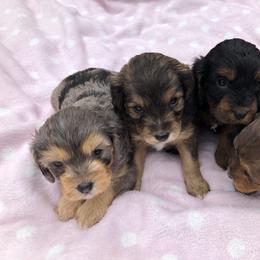 Cavapoo, Pyredoodle, and Sheepadoodle Puppies from Davis Family Doodles