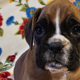 Girl 1 - Boxer puppy from Meredith's Boxer Puppies