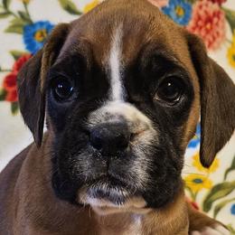 Girl 1 - Boxer puppy from Meredith's Boxer Puppies