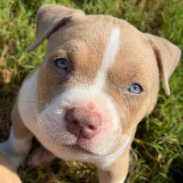 Khan - Lilac male American Bully puppy in Princeton, Texas from District 12 Kennels