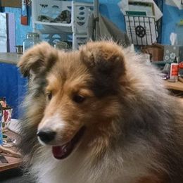 Paige - Shetland Sheepdog