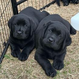 Labrador Retriever Puppies from Westport Labradors