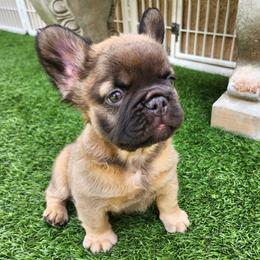 Fluffy Bear - Fawn male French Bulldog puppy in Las Vegas, Nevada from Fabulousbulldogs LLC