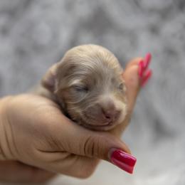Billy - Dapple male Dachshund puppy in Iola, Texas from Whiskey River Dachshunds