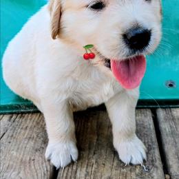 Red - Golden female Golden Retriever puppy in Slaughters, Kentucky from Kimber's Helping Paws