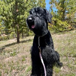 Future GS Puppy - Black female Giant Schnauzer puppy in Tabernash, Colorado from Schnauzer Paw Homestead