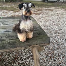 Dehlila - Miniature Schnauzer
