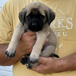 Boy 2 - Fawn male Mastiff puppy in Wewoka, Oklahoma from P Diamond Mastiffs