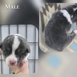 Thunder - Blue male Pembroke Welsh Corgi puppy in Charleroi, Pennsylvania from Twilight Hollow Corgis