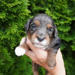 Girl3 - Merle female Cockapoo puppy in Shipshewana, Indiana from Home Raised Cockapoos