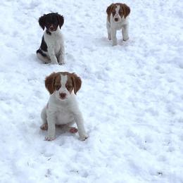 Brittany Puppies from Triumphant Kennels