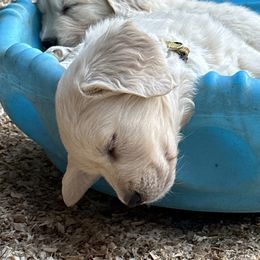 Golden Retriever Puppies from Avalon English Retrievers