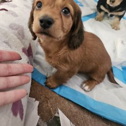 Dachshund Puppies from Grand mesa mini dachshund
