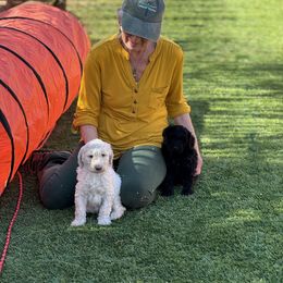 Goldendoodle Puppies from Arizona Doodles