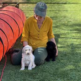 Goldendoodle Puppies from Arizona Doodles
