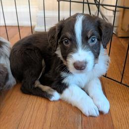 Cheddar - Red tri-color male Australian Shepherd puppy in Pamplin, Virginia from Hope & Joy Acres