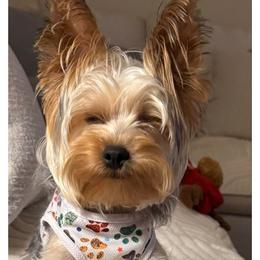 Yorkshire Terrier All Grown Up from Jeanie Broyles