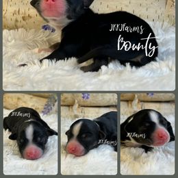 4 - Bounty - Black tri male Miniature American Shepherd puppy in Huntington, Texas from JKKJ Farms