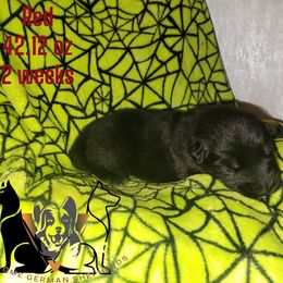 German Shepherd Puppies from Winsome German Shepherds