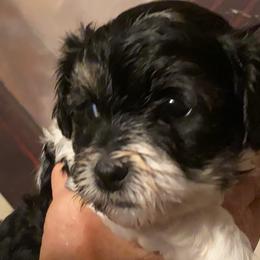 PANDA - Yorkipoo