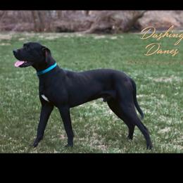 Scoob - Great Dane