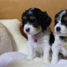 Cavalier King Charles Spaniels and Cavapoos from Precious Puppies