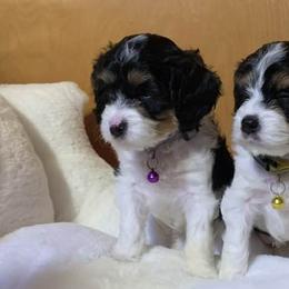 Cavalier King Charles Spaniels and Cavapoos from Precious Puppies