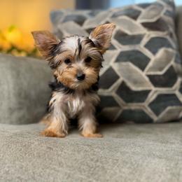 Cupcake - Black and tan female Yorkshire Terrier puppy in Cleveland, Tennessee from Kings Perfect Paws Yorkies