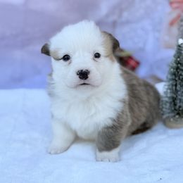 1,200 white face - Red male Pembroke Welsh Corgi puppy in Nashville, Arkansas from Whisenhunt Farms