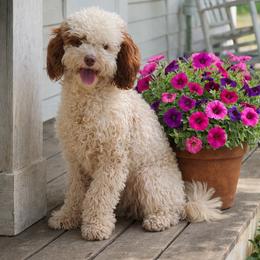 Gracie - Goldendoodle