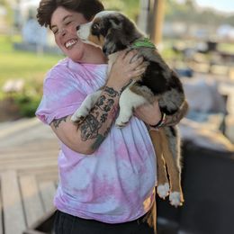 Australian Shepherd Puppies from Hickory Pines farm