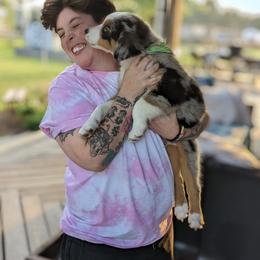 Australian Shepherd Puppies from Hickory Pines farm