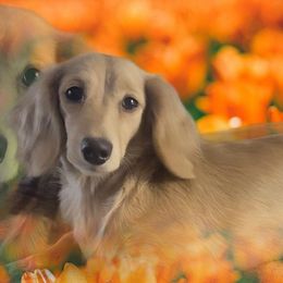 Poppy - Dachshund