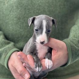 Girl 3 - Blue female Italian Greyhound puppy in Sugar Valley, Georgia from Pinnacle Farm and Kennel