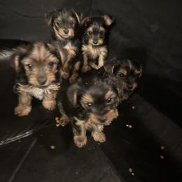 Yorkshire Terrier Puppies from PUPS “ R” US
