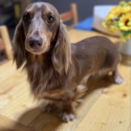 Luka - Dachshund