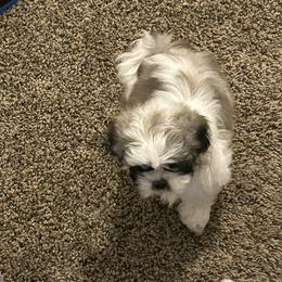 Biscotti - Brindle and white female Shih Tzu puppy in Detroit, Michigan from Added family