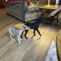 Whippet puppies from Jody Eller's Whippets