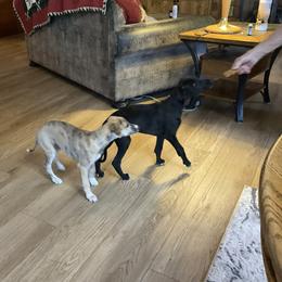 Whippet puppies from Jody Eller's Whippets