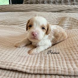 Beau - Caramel cream male Australian Labradoodle puppy in Nashville, Tennessee from SF Australian Labradoodles