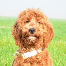 Lindy - Goldendoodle